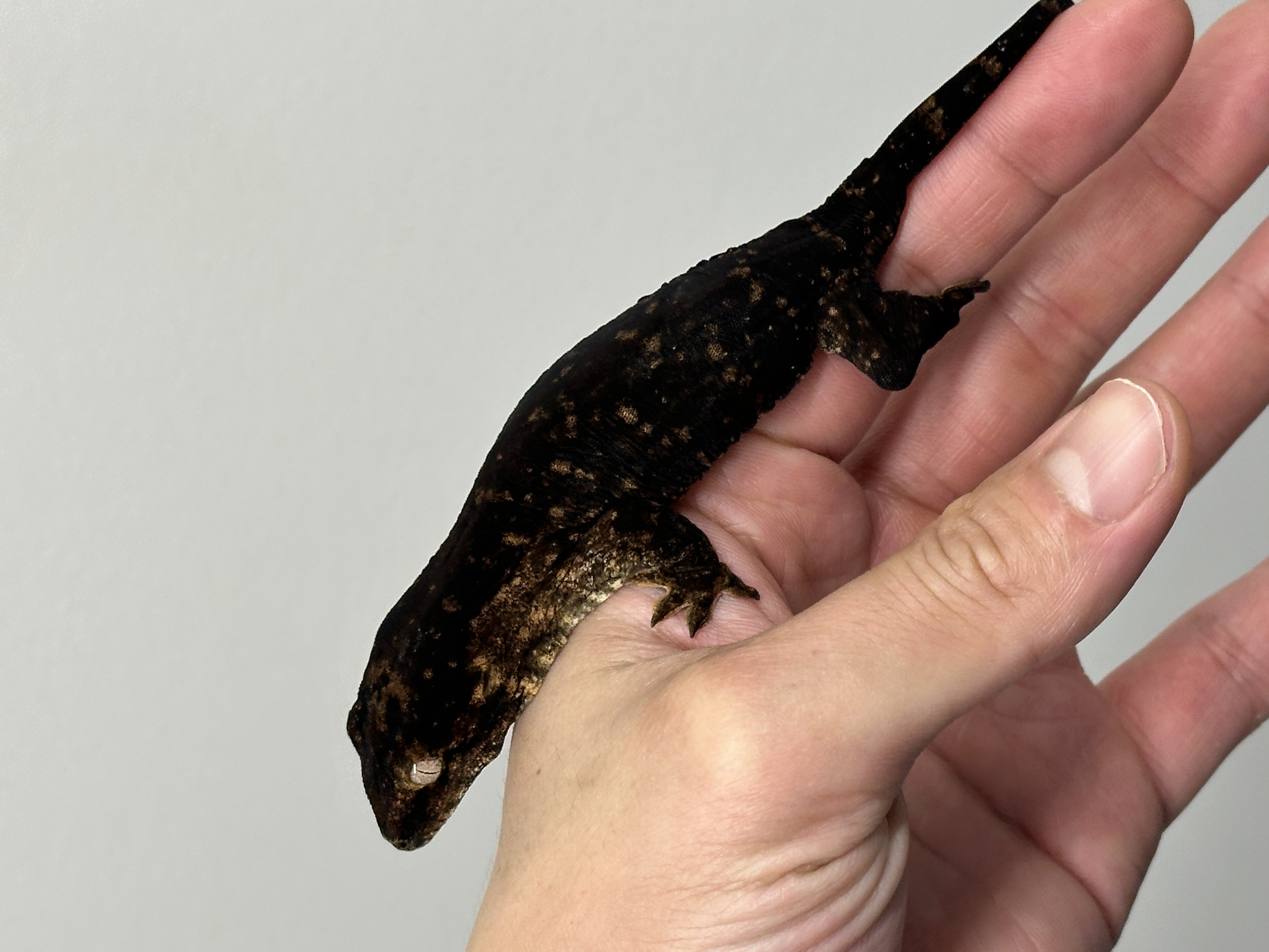 Darth maul Friedel Melanistic