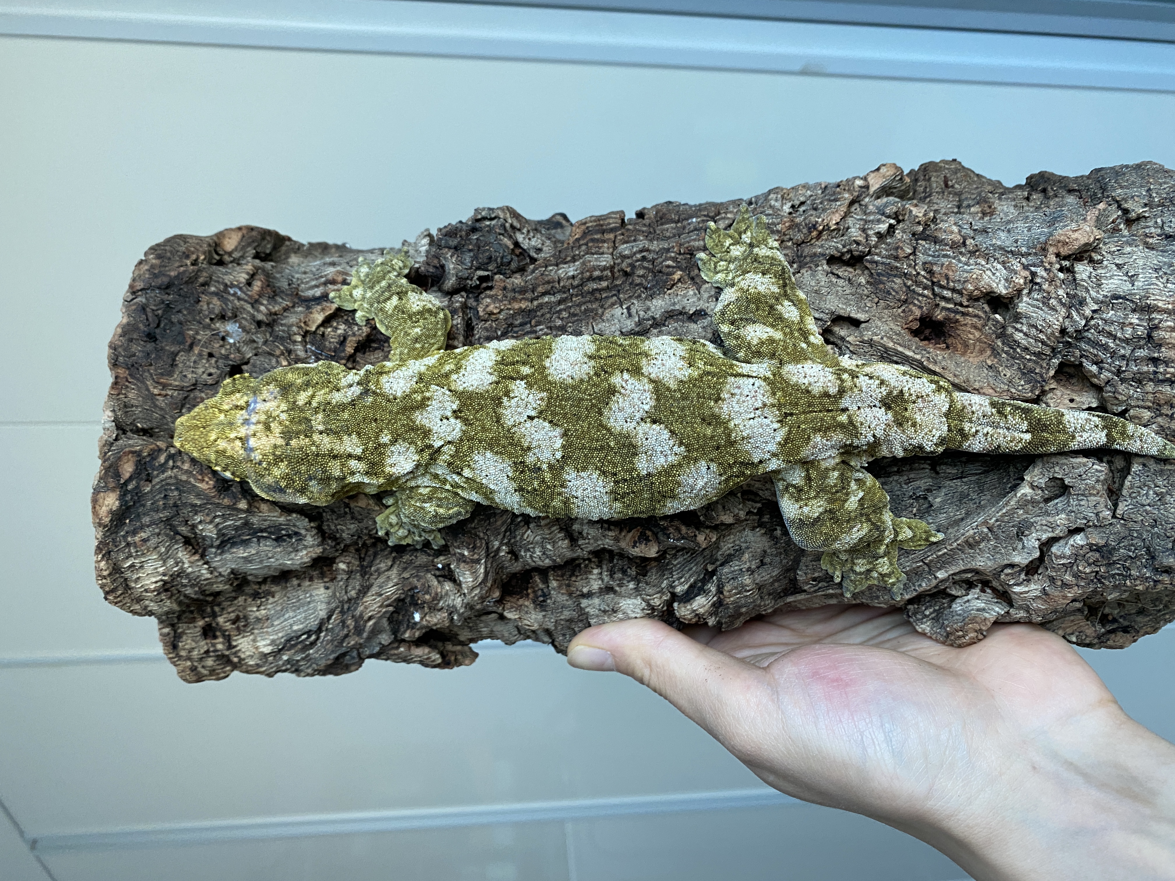 Brosse Leapin Leachies