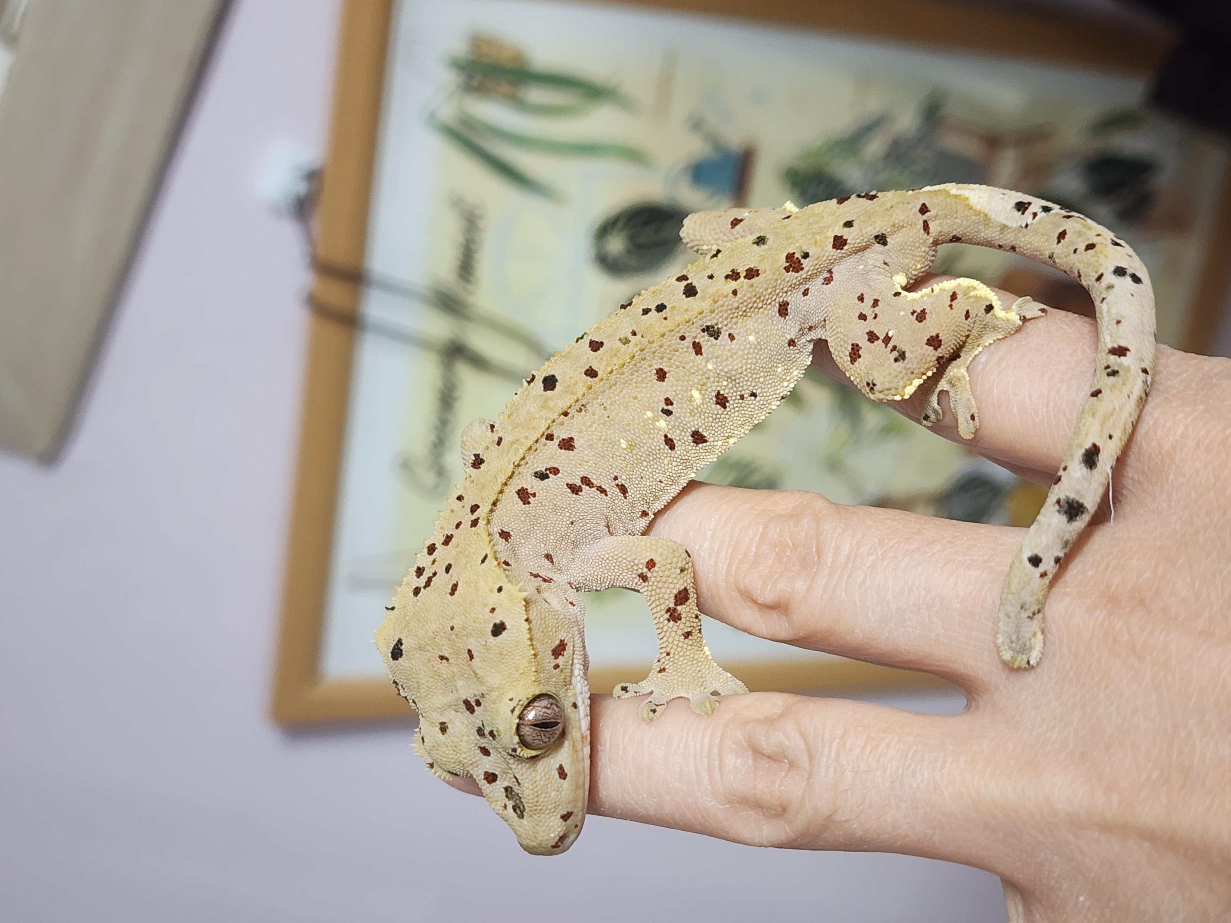 Dalmatian Red Super Dalmatian