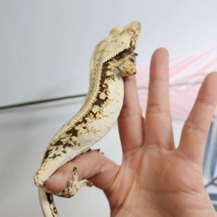 젠젝스니핀반야