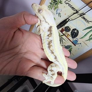 서산에서온이스트