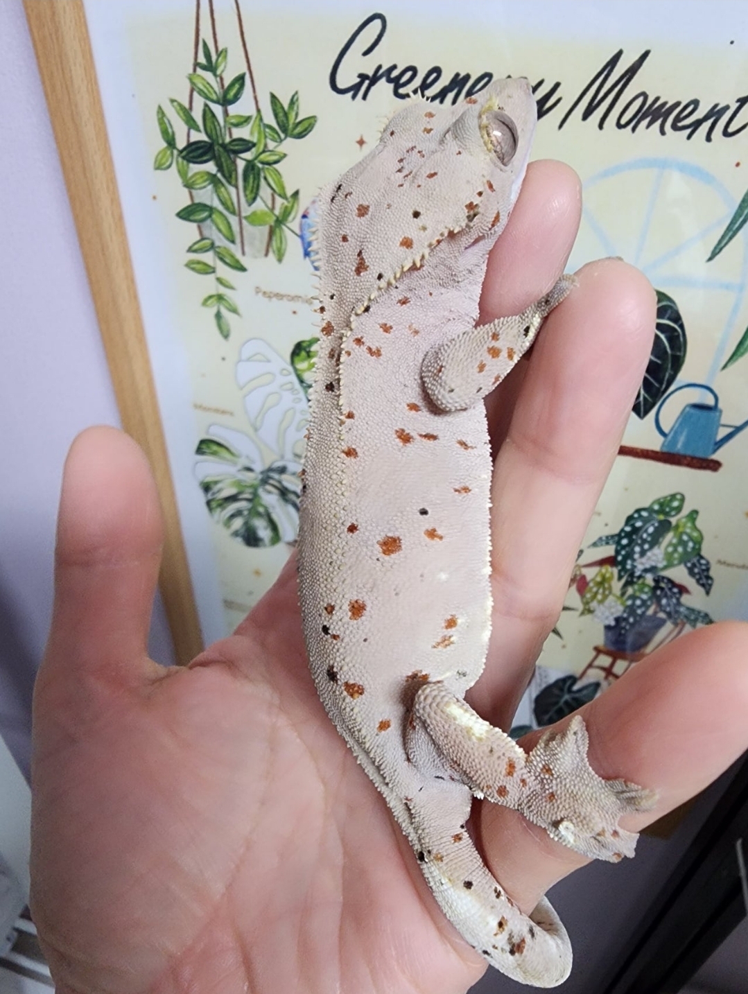 Super Dalmatian Red