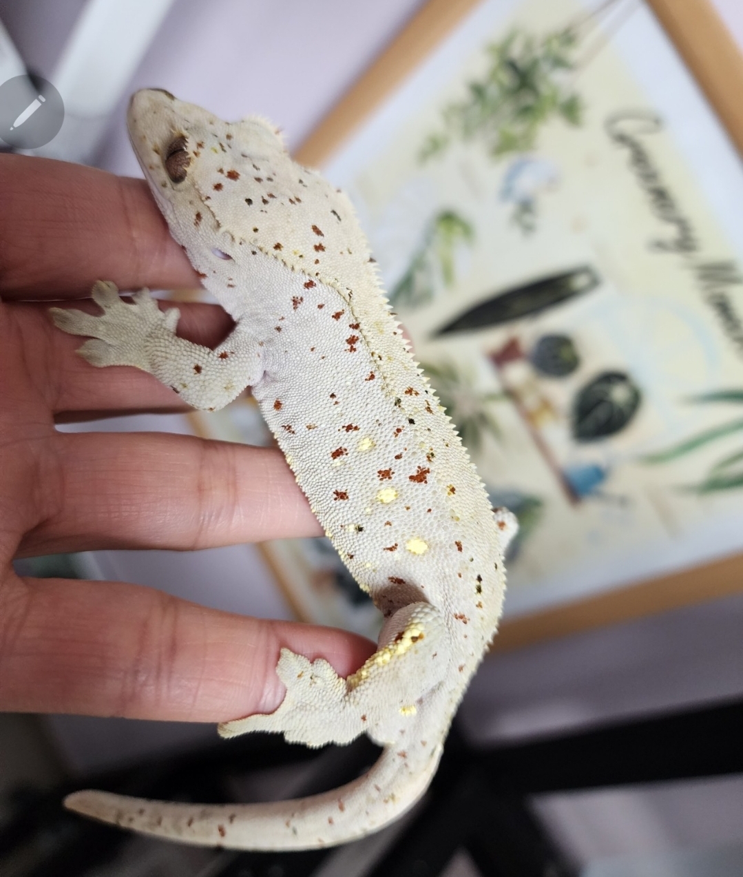 Super Dalmatian Red