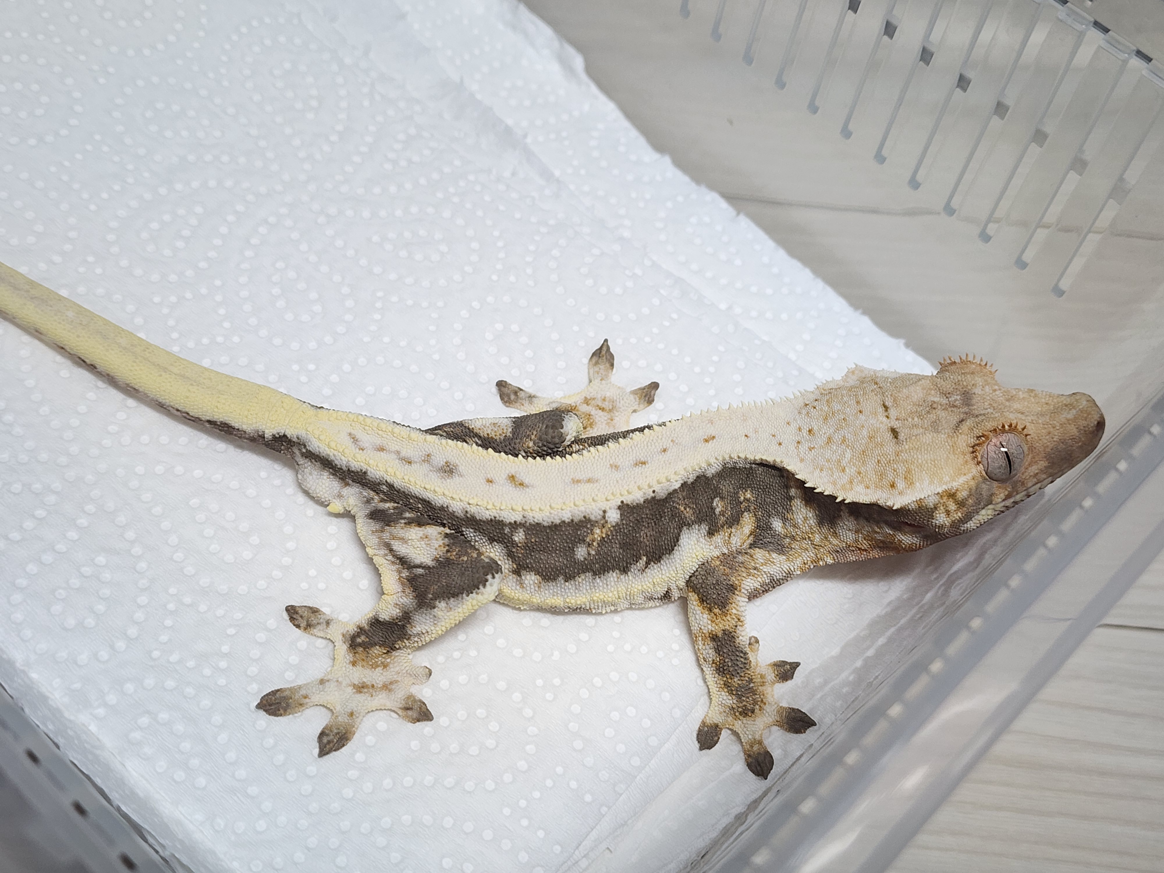 Dark Lilly 100% Het Axanthic