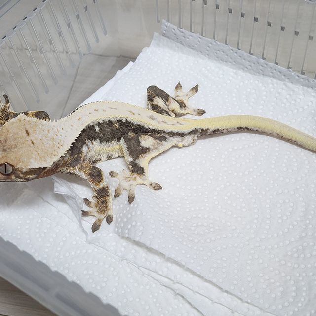 Dark Lilly 100% Het Axanthic