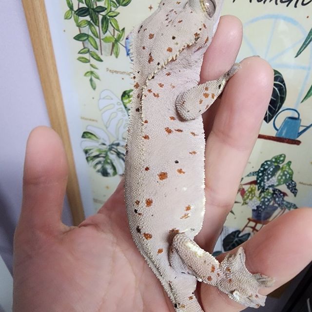 Super Dalmatian Red