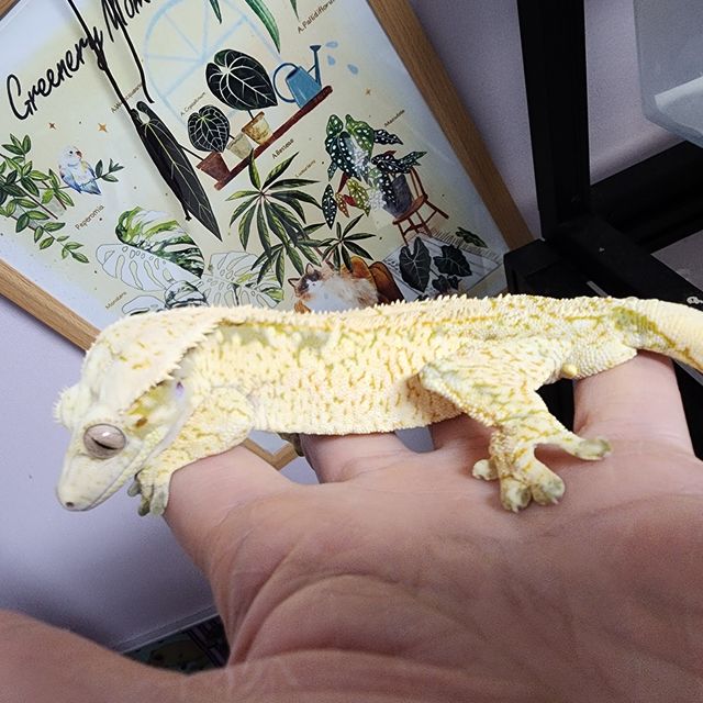 Normal Drippy White Spot