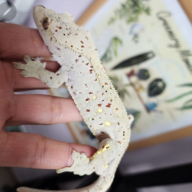 Super Dalmatian Red