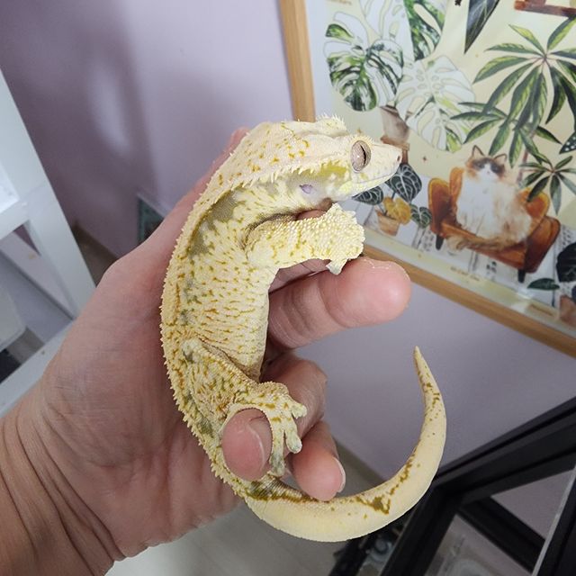 Normal Drippy White Spot