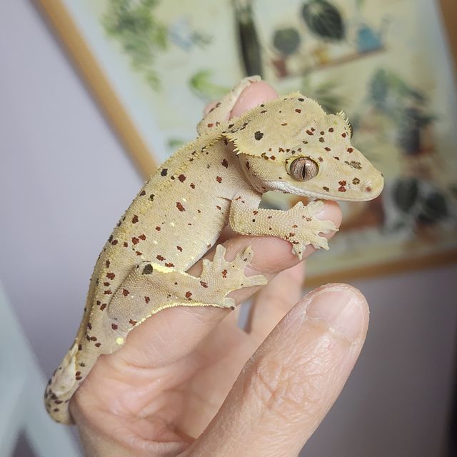 Dalmatian Red Super Dalmatian
