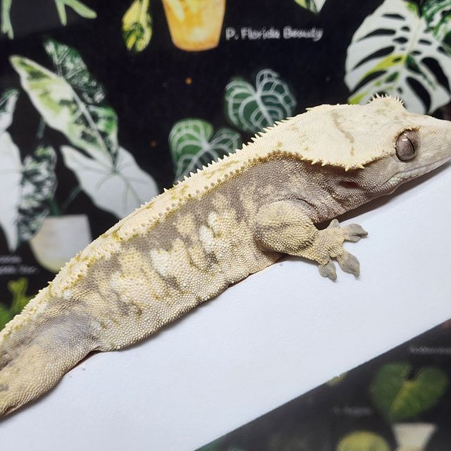 Normal Drippy White Spot