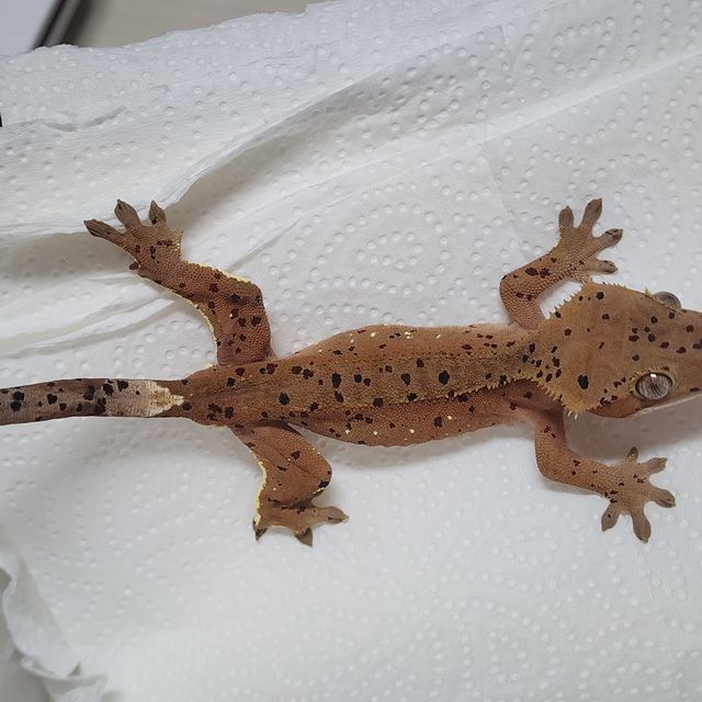 Dalmatian Red Super Dalmatian