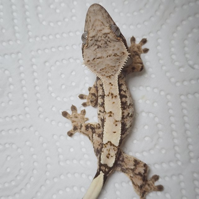 Sable White Spot Drippy