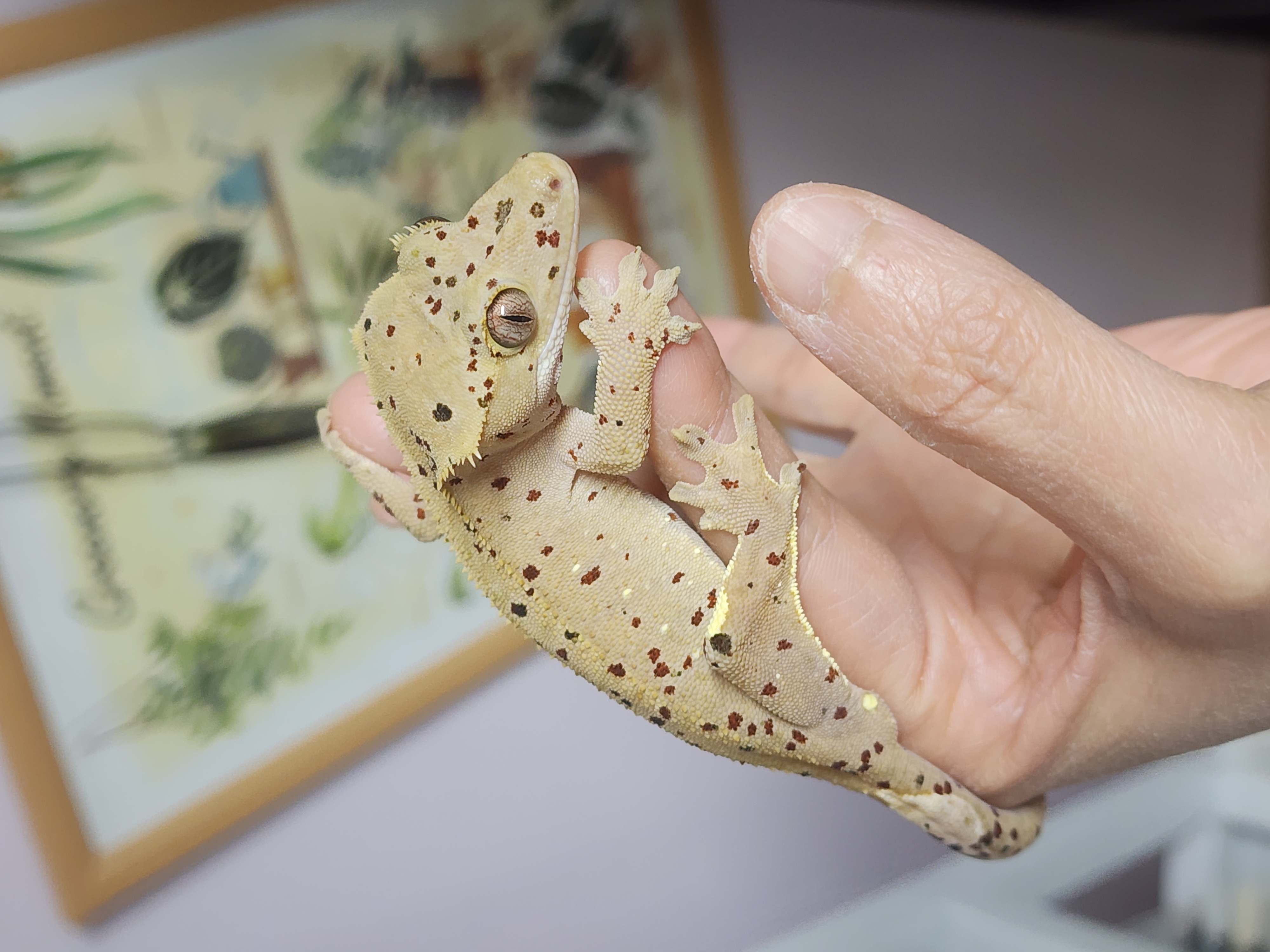 Dalmatian Red Super Dalmatian