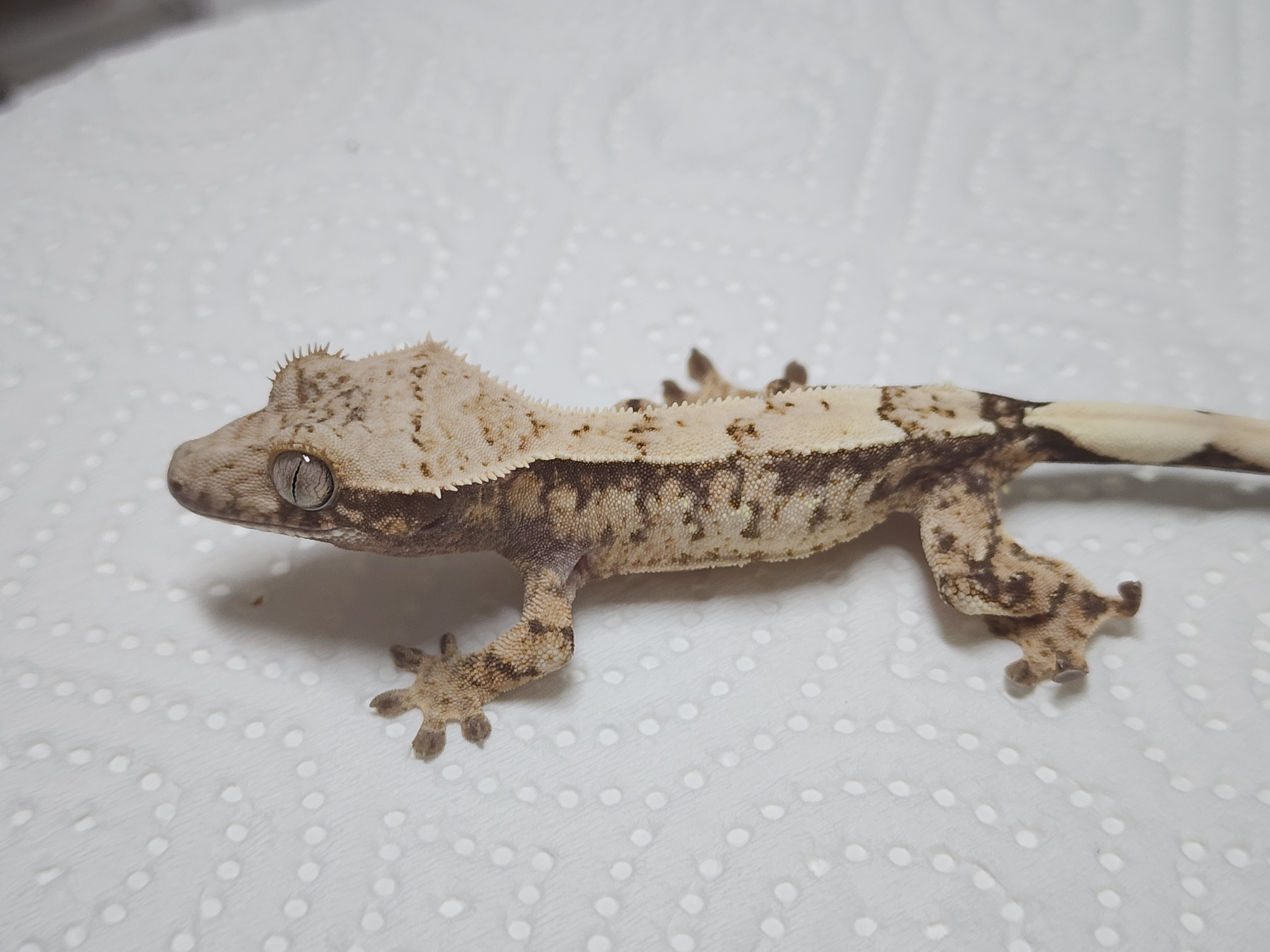 Sable White Spot Drippy