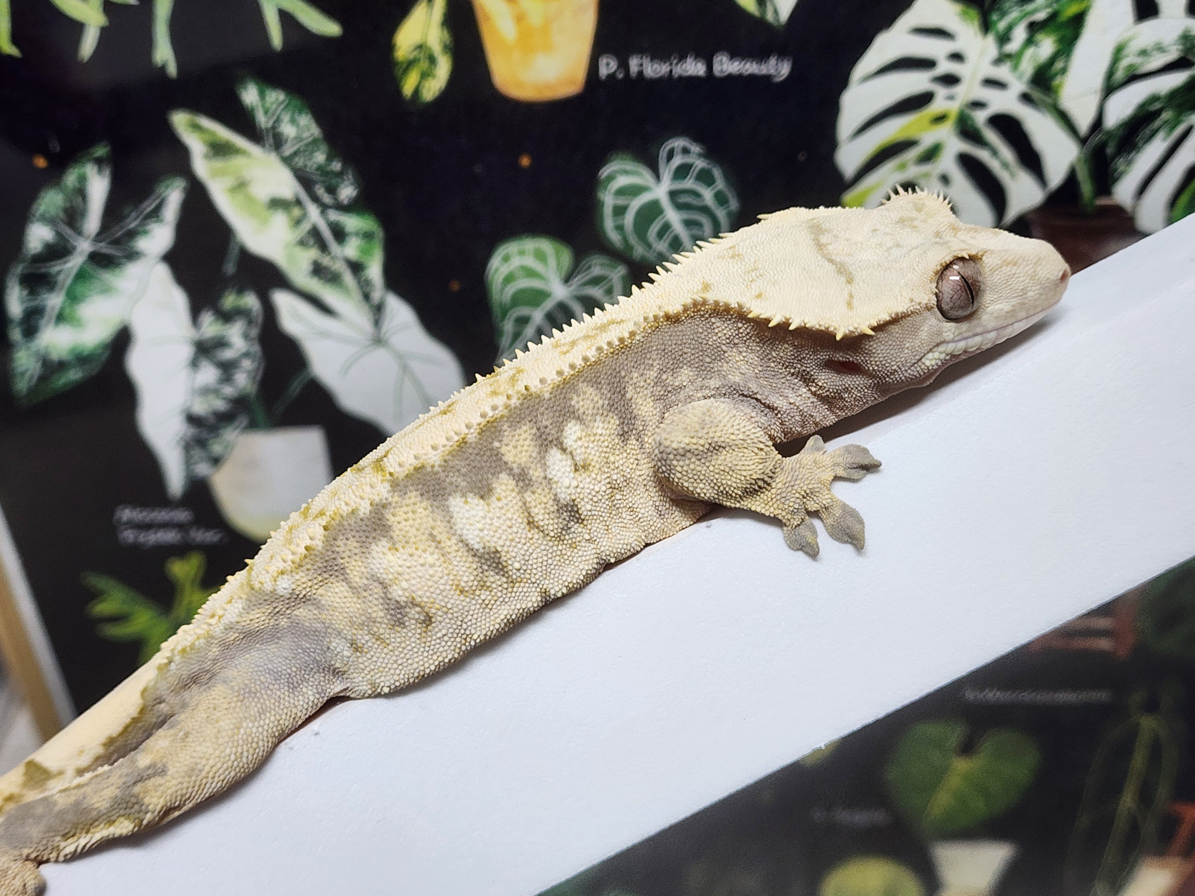 Normal Drippy White Spot