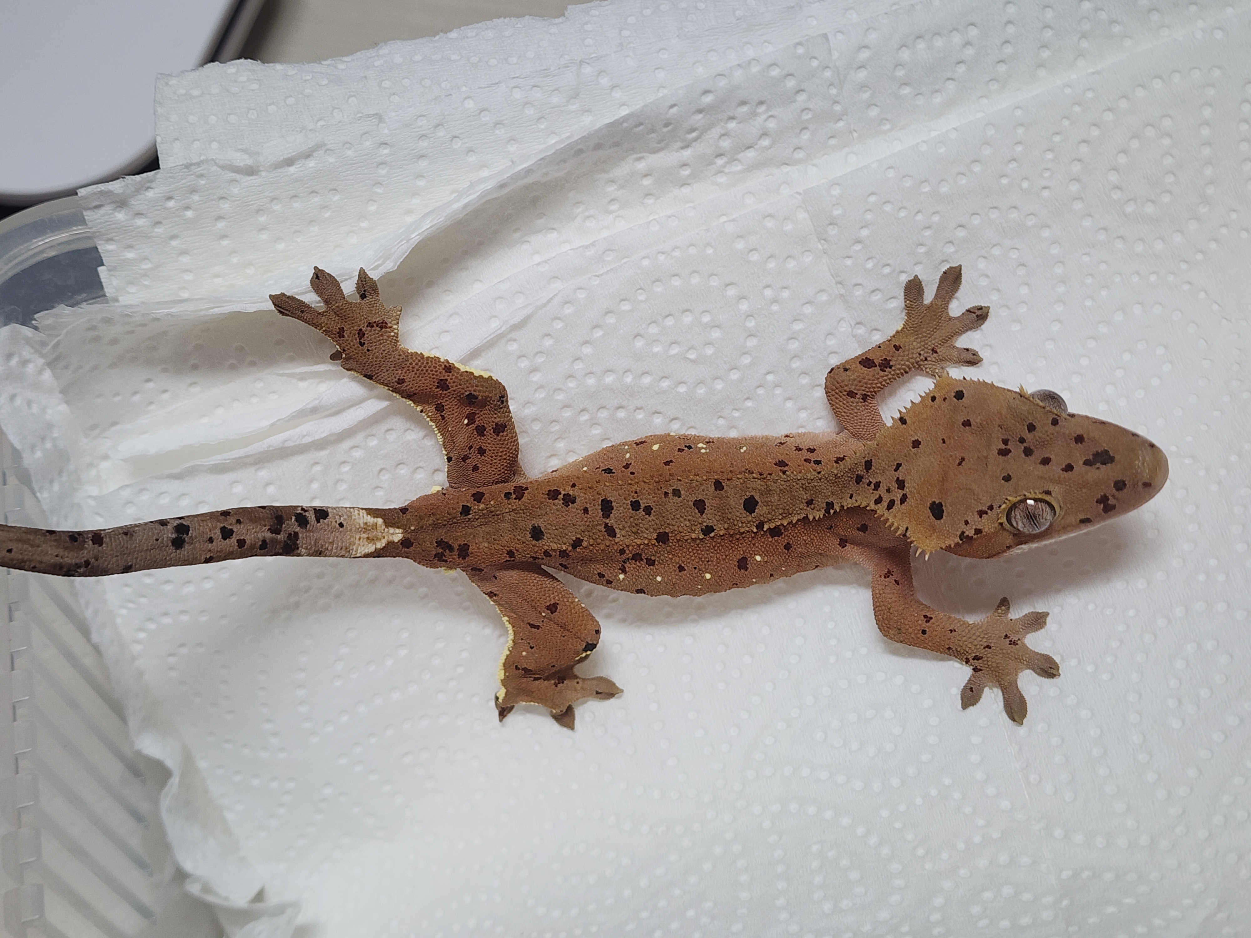 Dalmatian Red Super Dalmatian