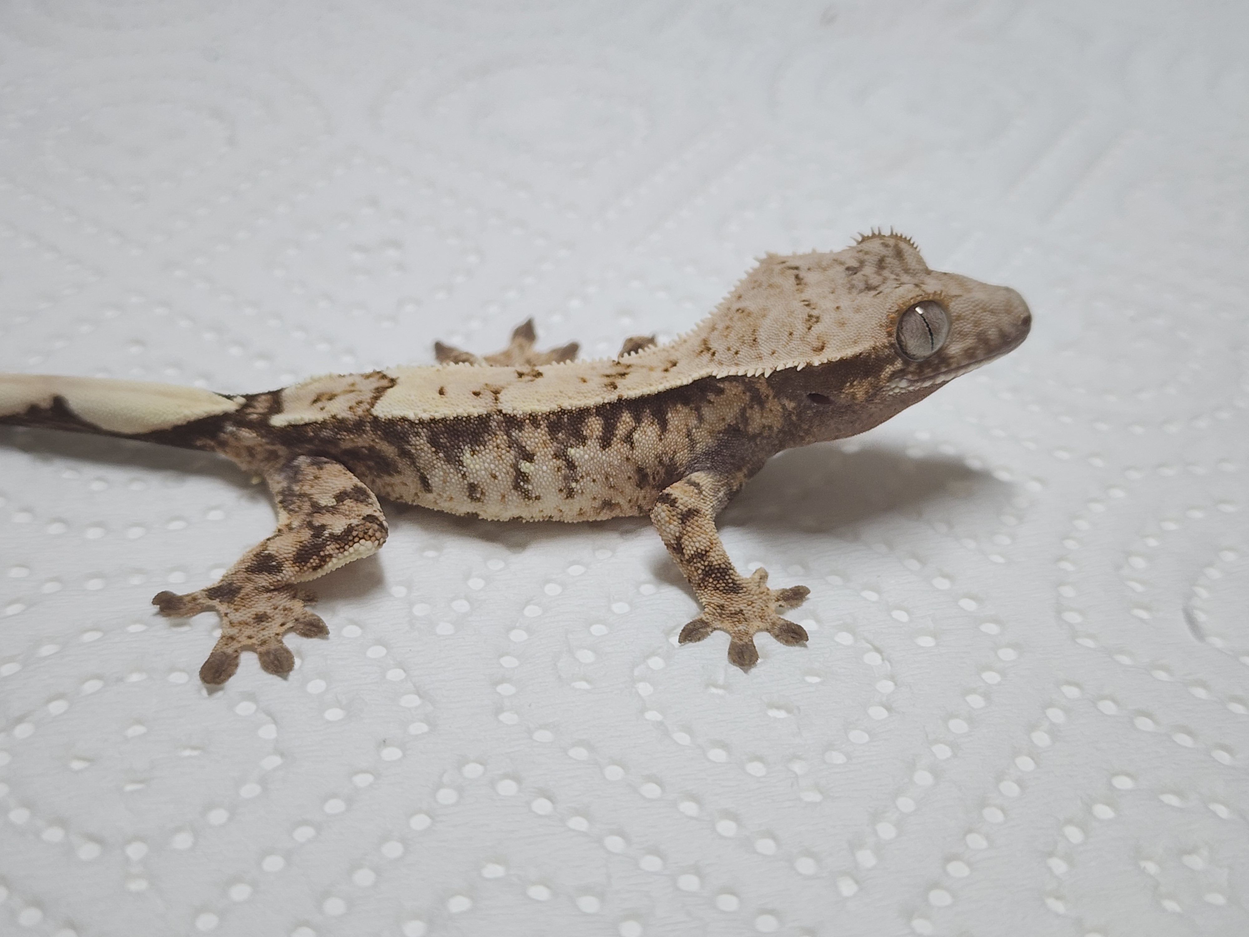 Sable White Spot Drippy