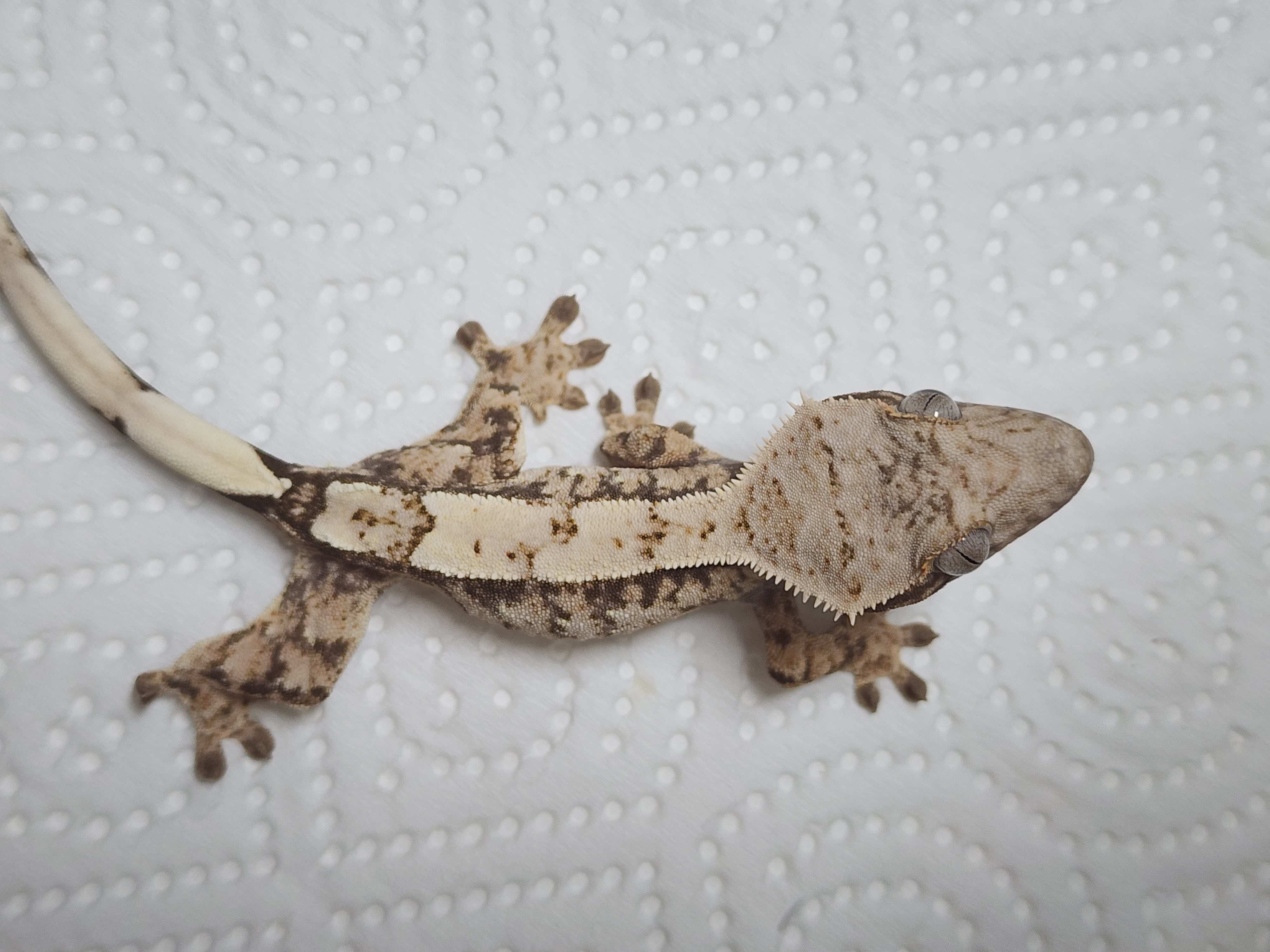 Sable White Spot Drippy