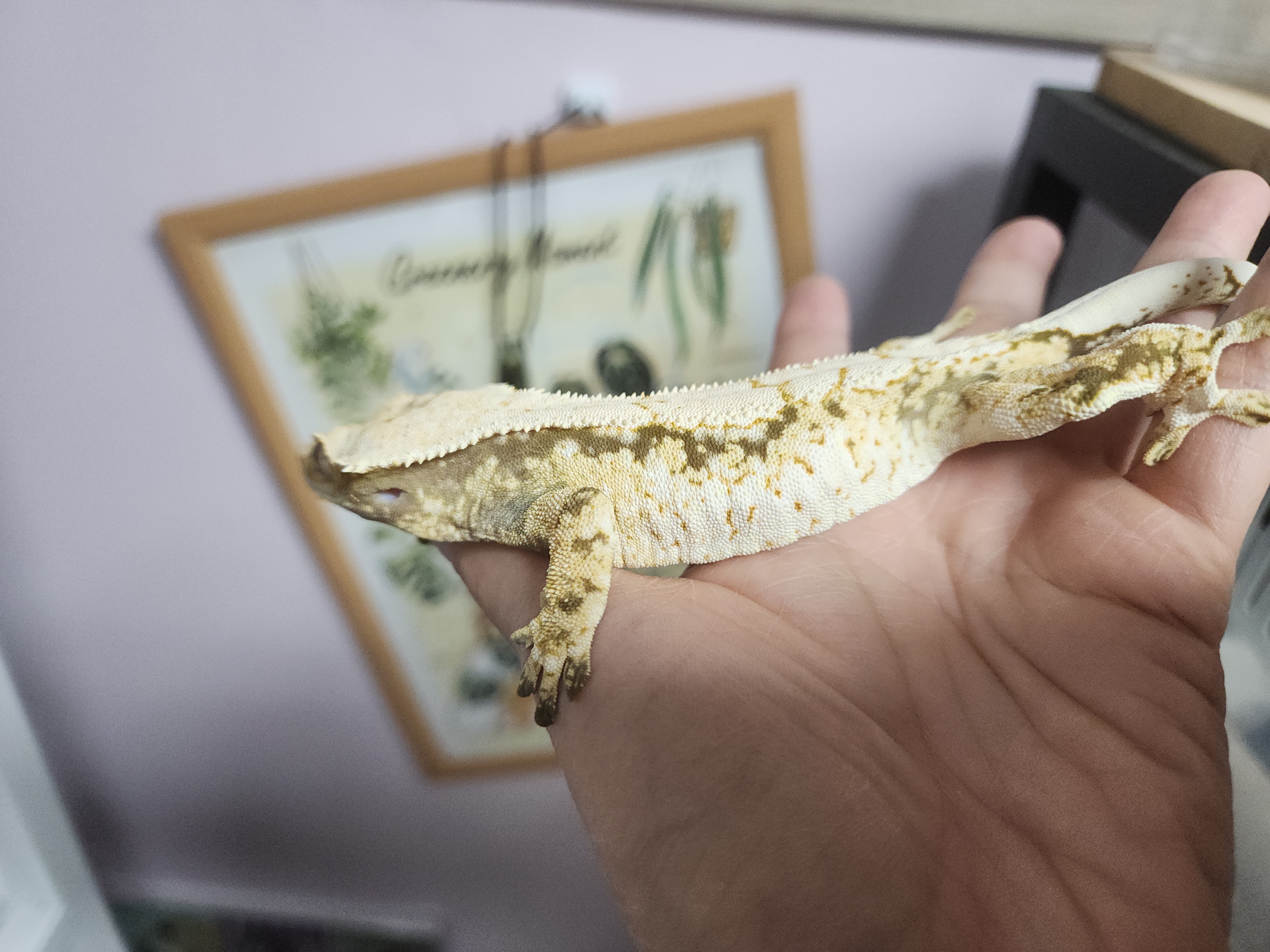 서리 자손으로 브리더로 투입예정, 투입한 애들입니다.