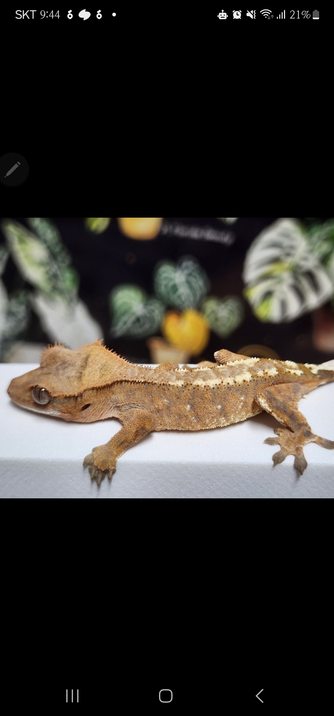 1: 애기때, 2,3:동배카푸치노, 릴리화이트