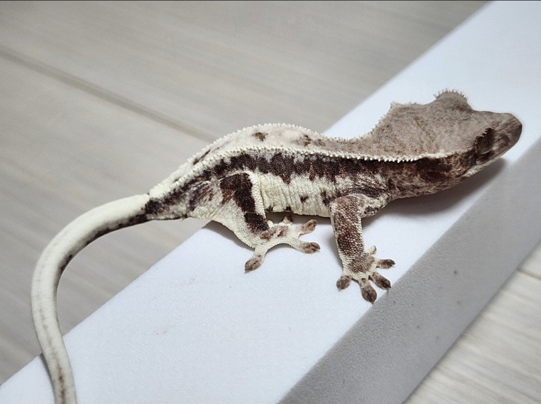 1: 애기때, 2,3:동배카푸치노, 릴리화이트