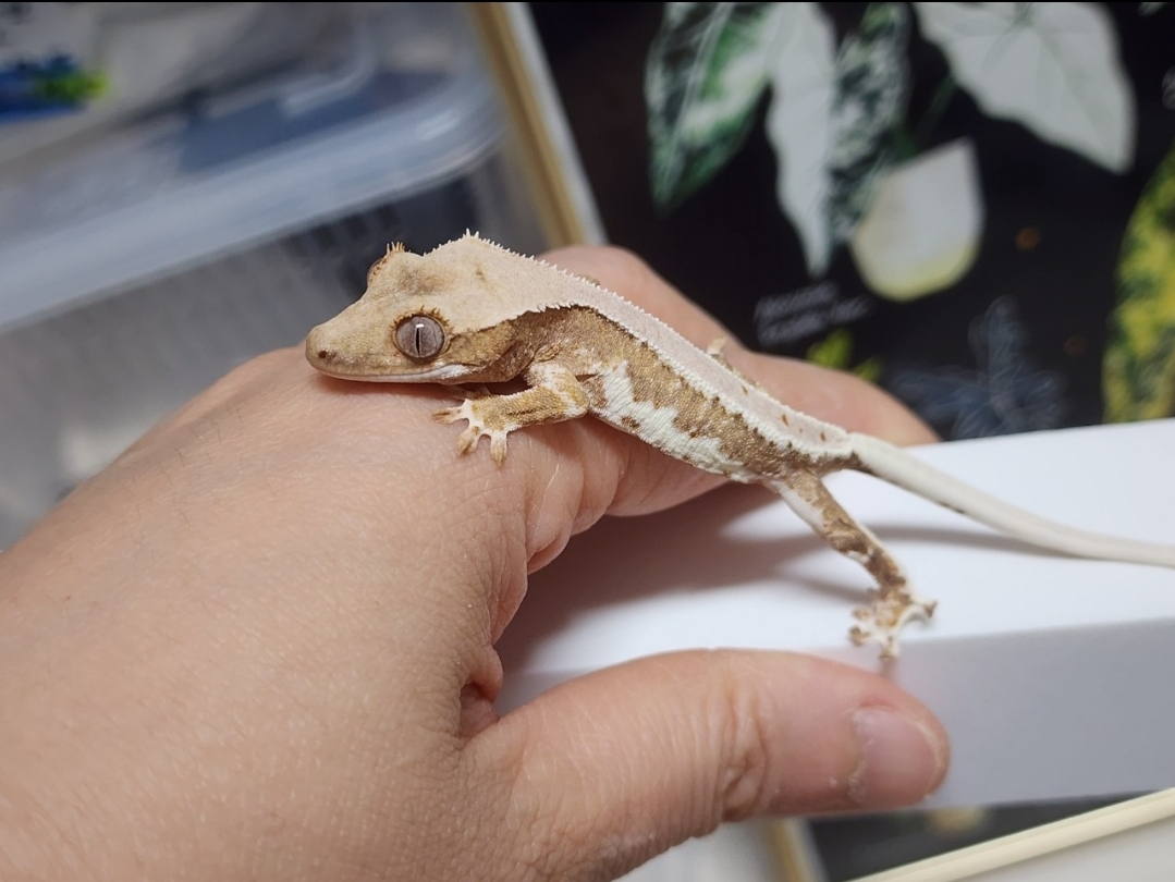 1: 애기때, 2,3:동배카푸치노, 릴리화이트