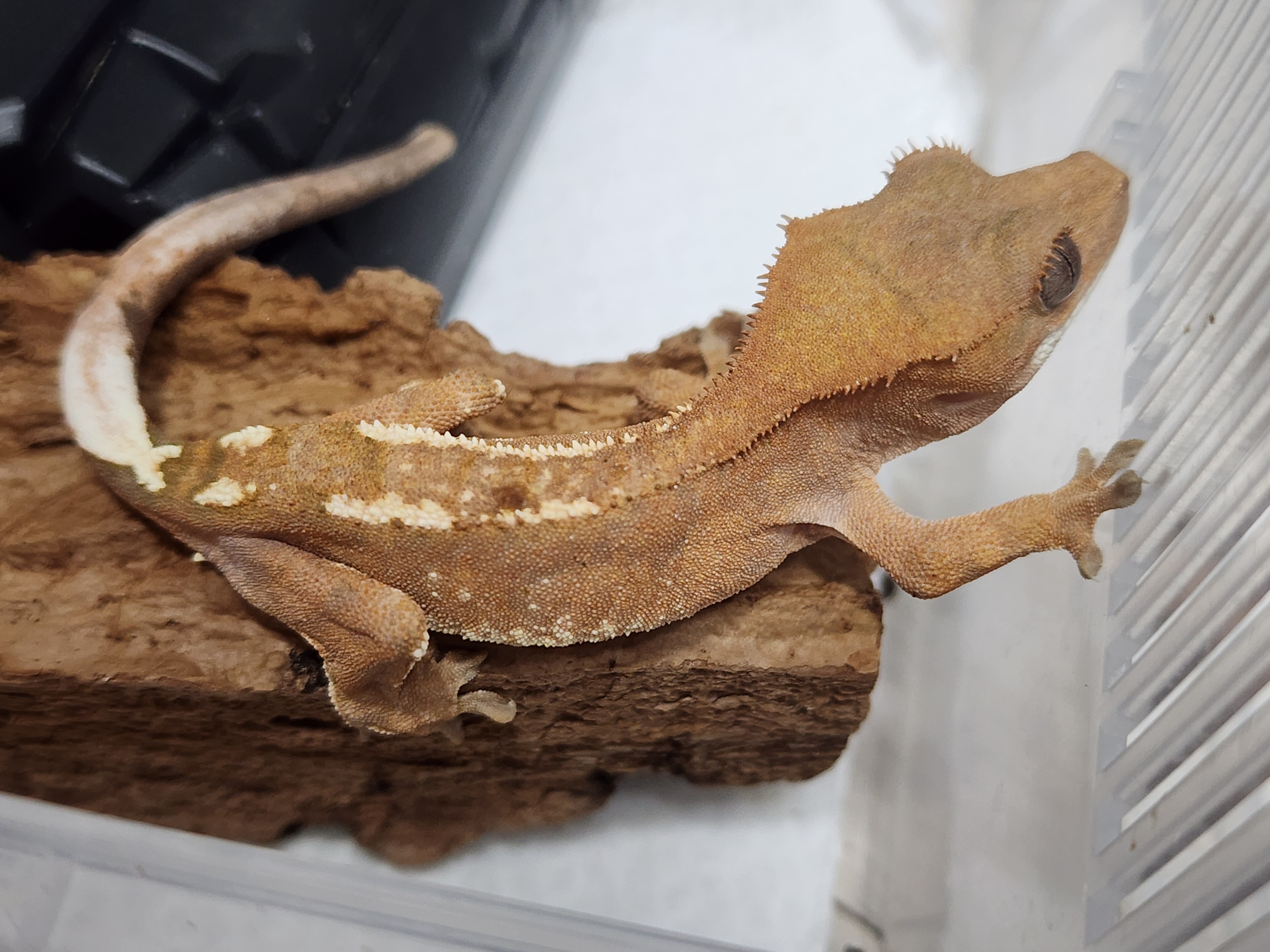 1번째 사진 어릴때,  2,3번 사진 동배