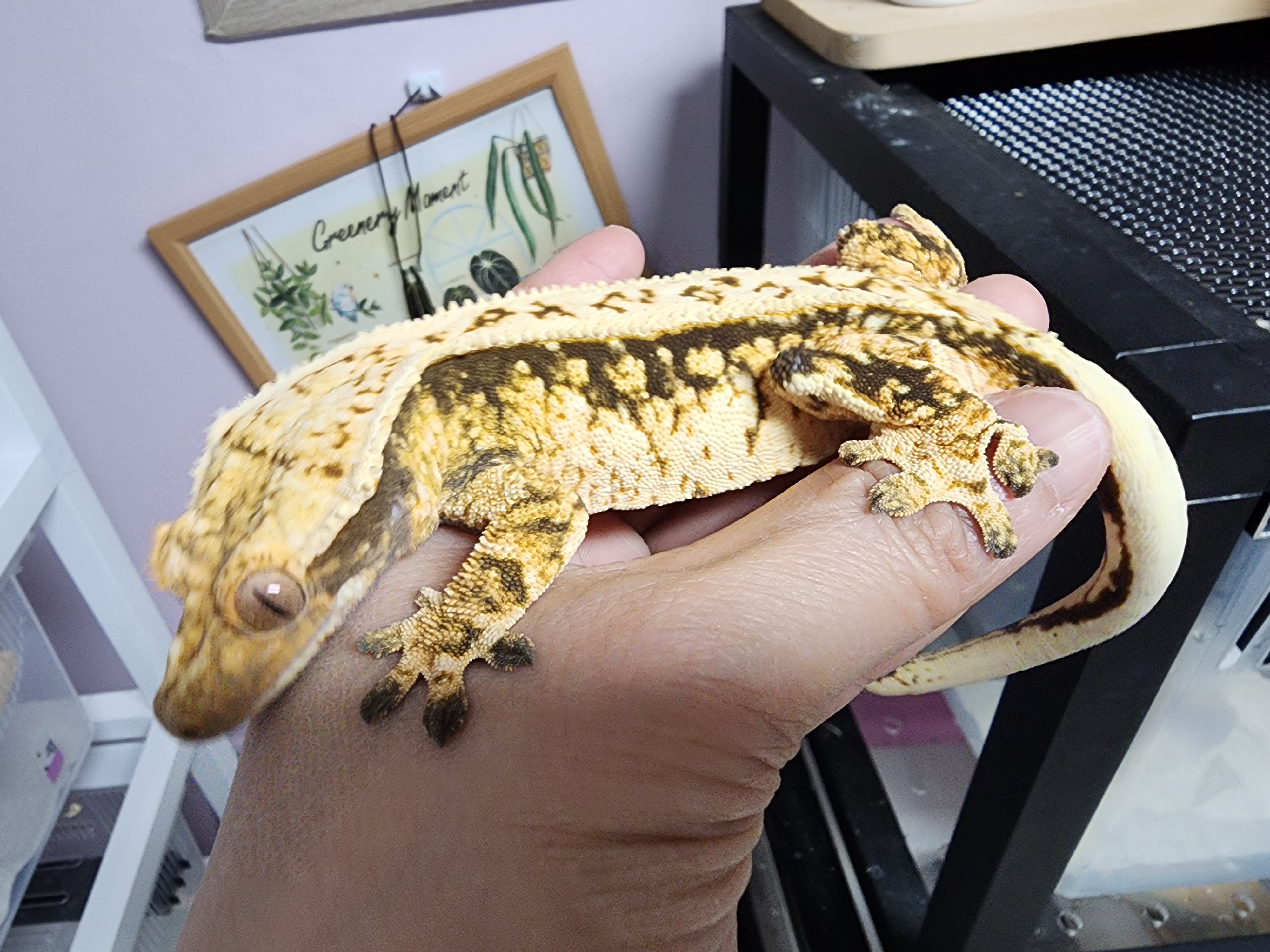 서리 자손으로 브리더로 투입예정, 투입한 애들입니다.