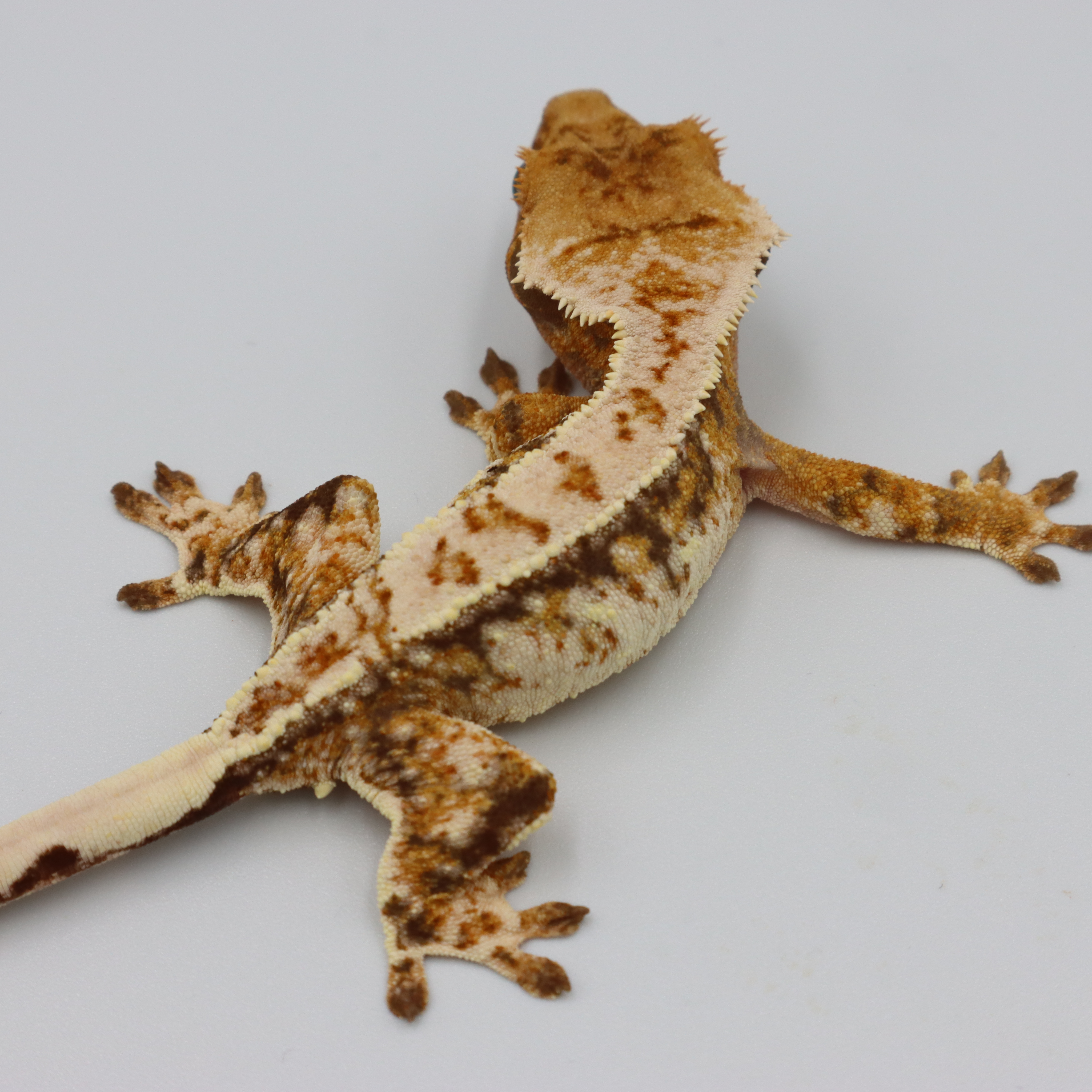 Normal Tri Extreme Harlequin