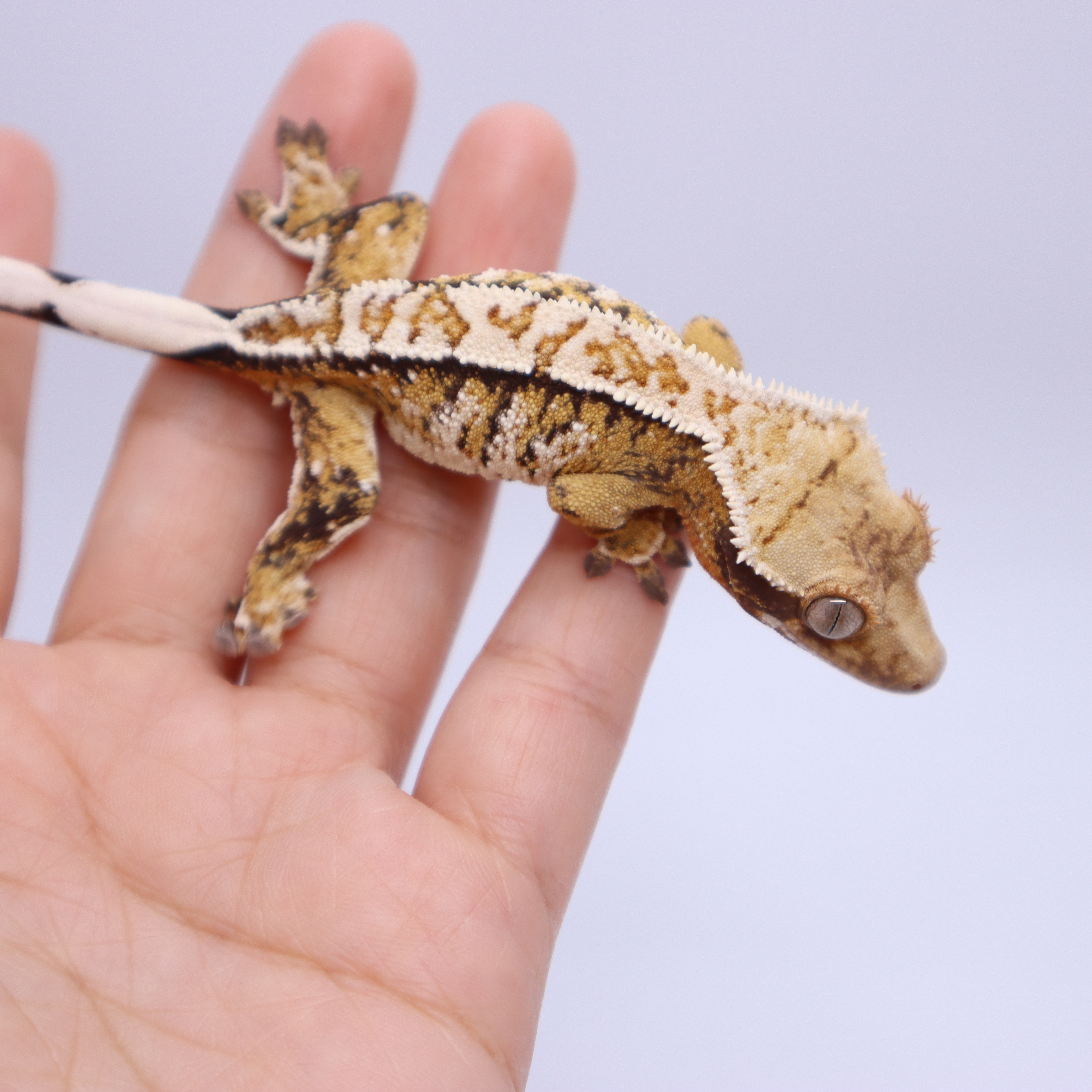 Normal Tri Extreme Harlequin