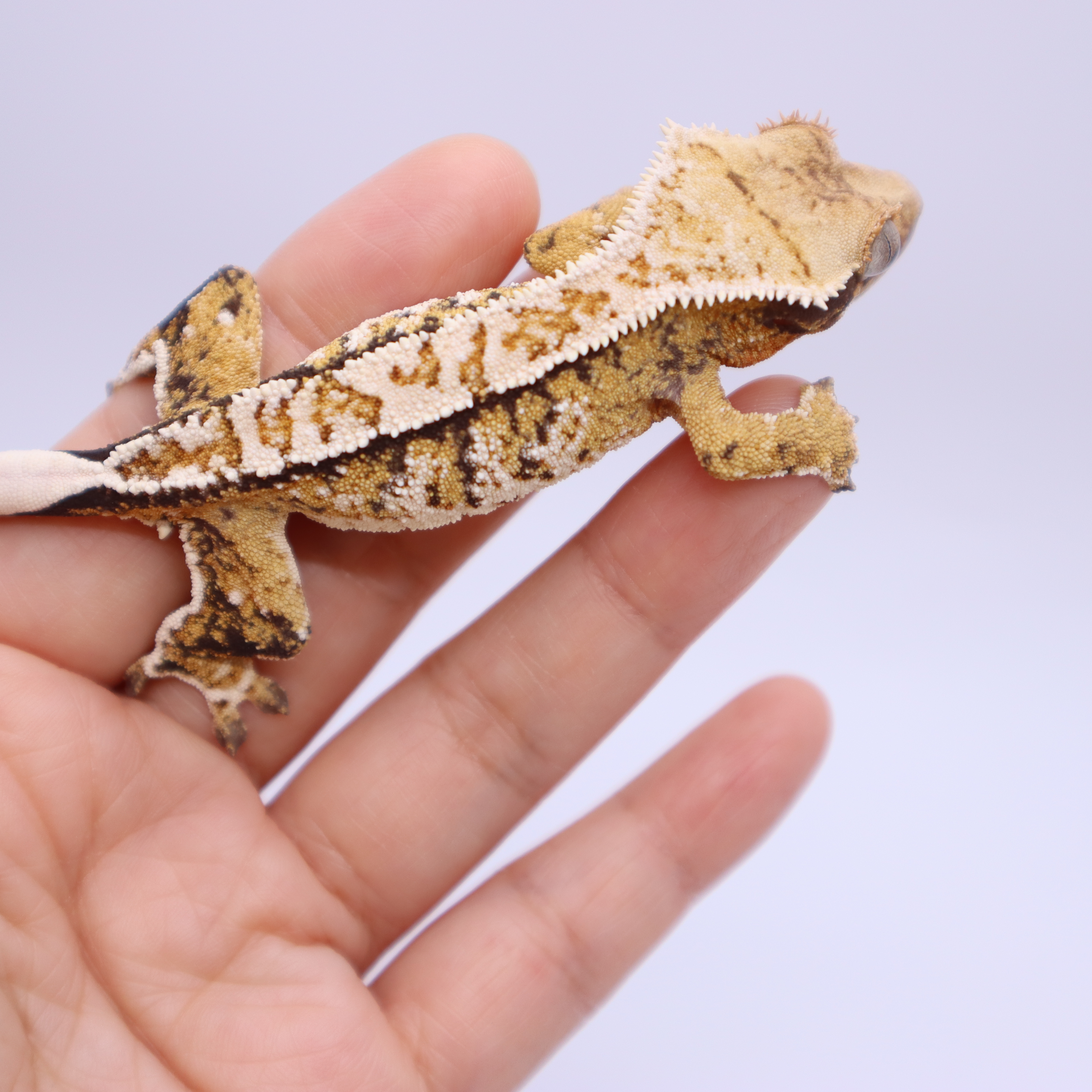 Normal Tri Extreme Harlequin