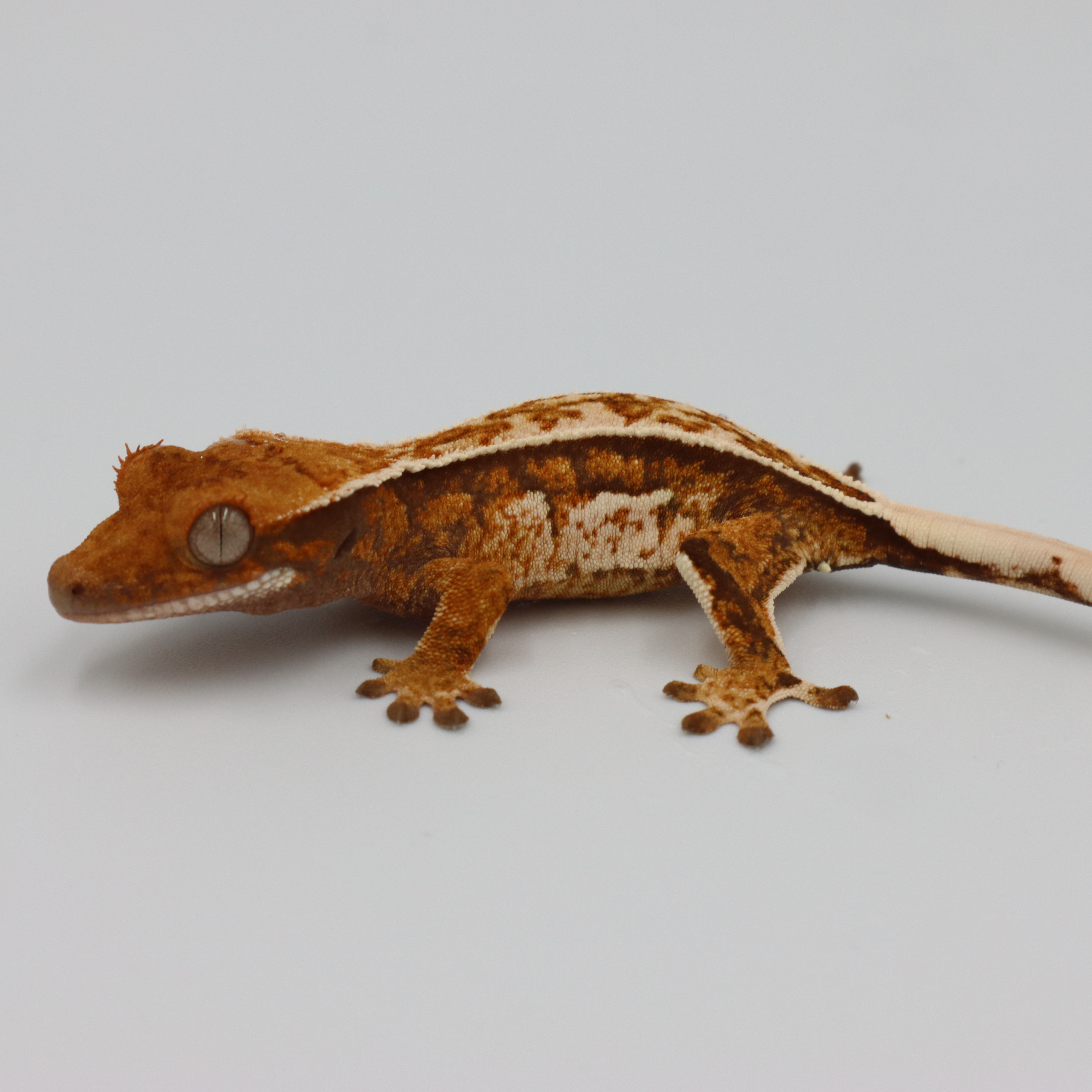 Normal Quad Full Pinstripe