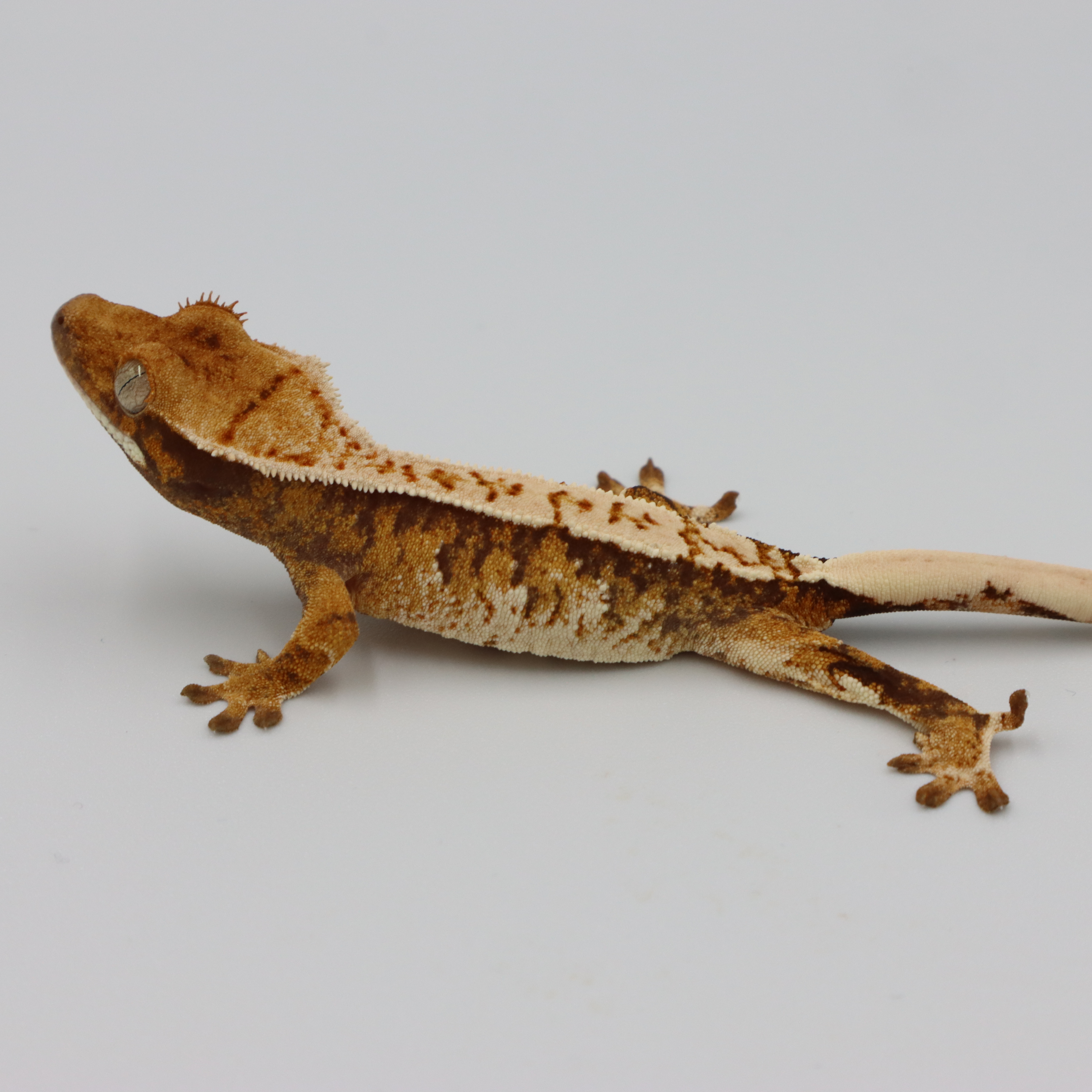 Normal Tri Extreme Harlequin