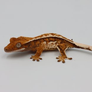 Normal Quad Full Pinstripe