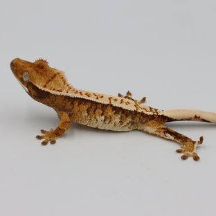 Normal Tri Extreme Harlequin