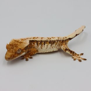 Normal Tri Extreme Harlequin