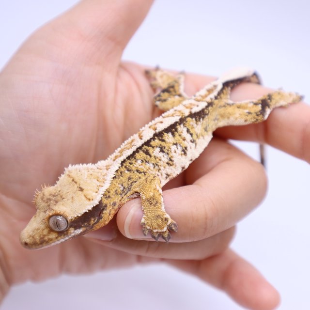 Normal Tri Extreme Harlequin