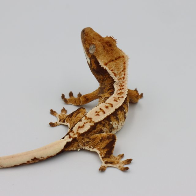 Normal Tri Extreme Harlequin