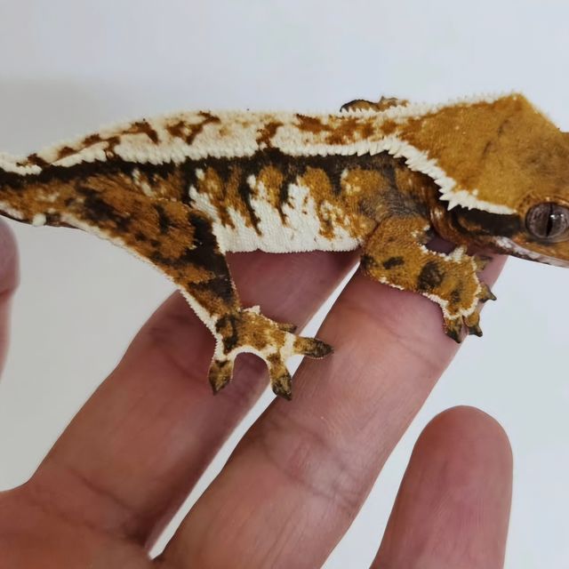 Tri Extreme Harlequin