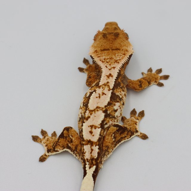 Normal Tri Extreme Harlequin