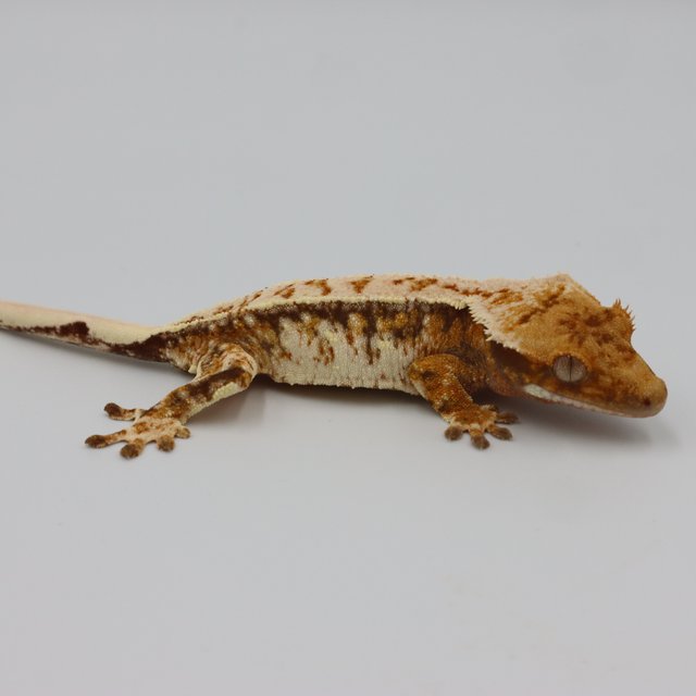 Normal Tri Extreme Harlequin