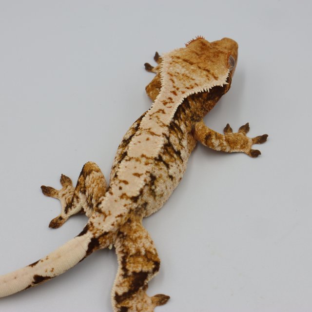 Normal Tri Extreme Harlequin