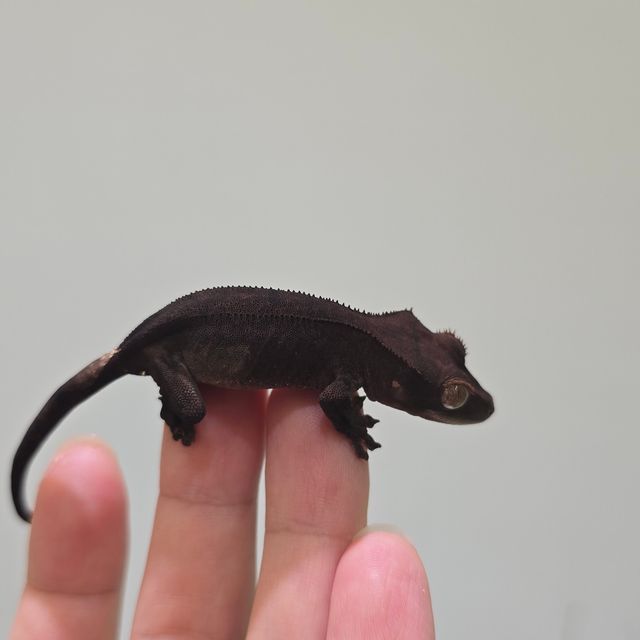 Phantom Cappuccino Charcoal