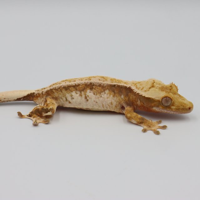 Normal Tri Extreme Harlequin