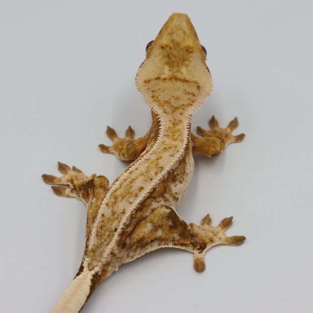 Normal Tri Extreme Harlequin