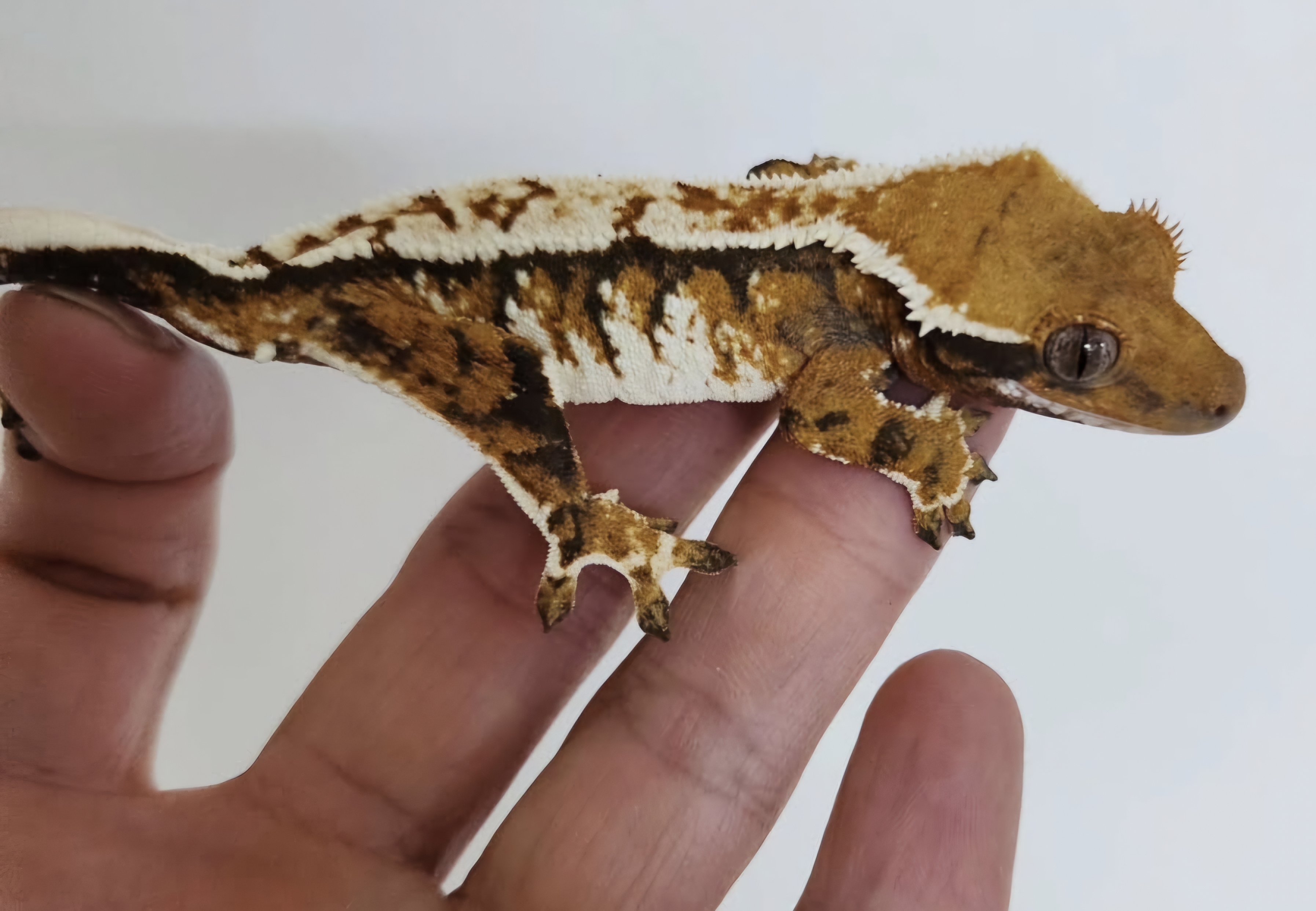 Tri Extreme Harlequin