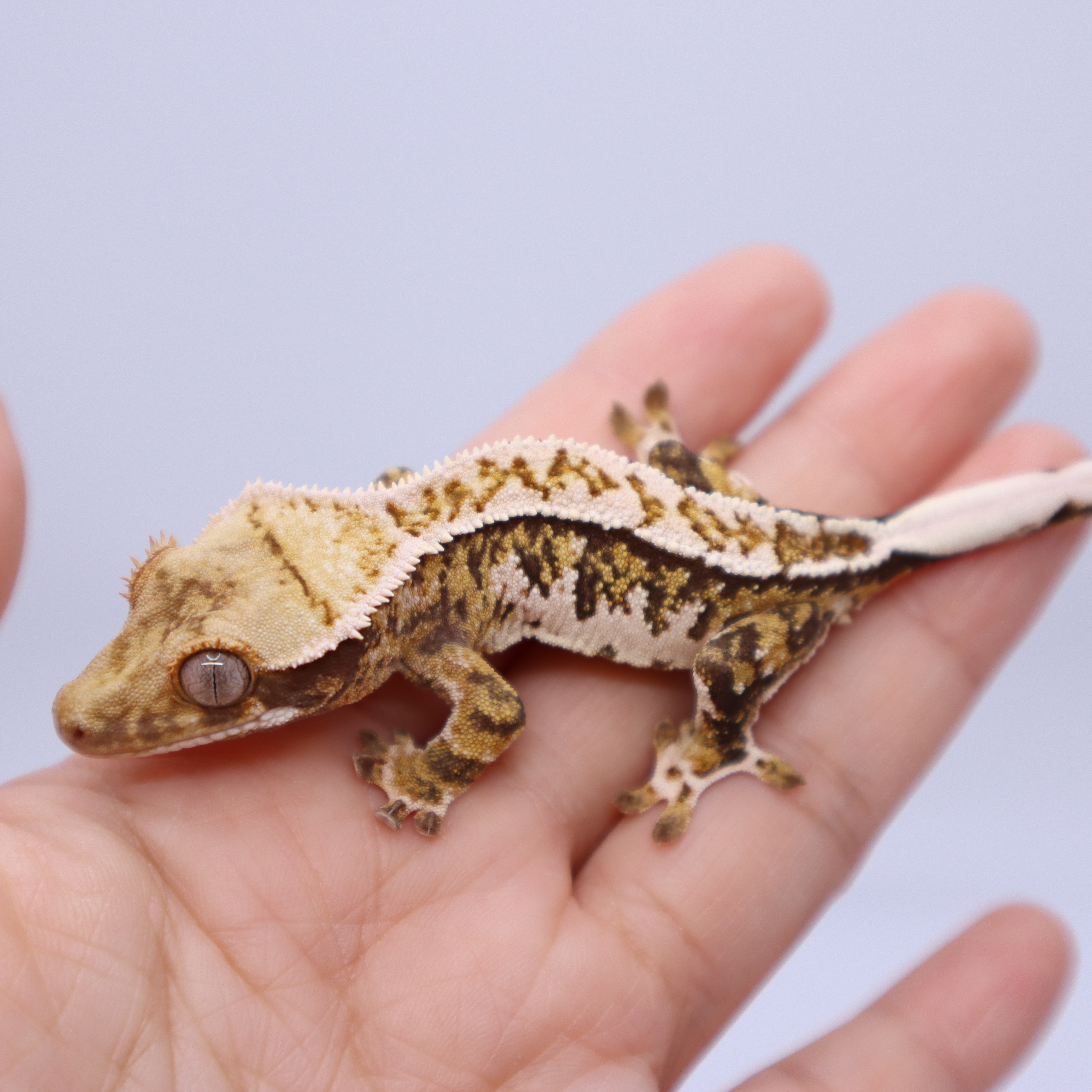 Normal Tri Extreme Harlequin