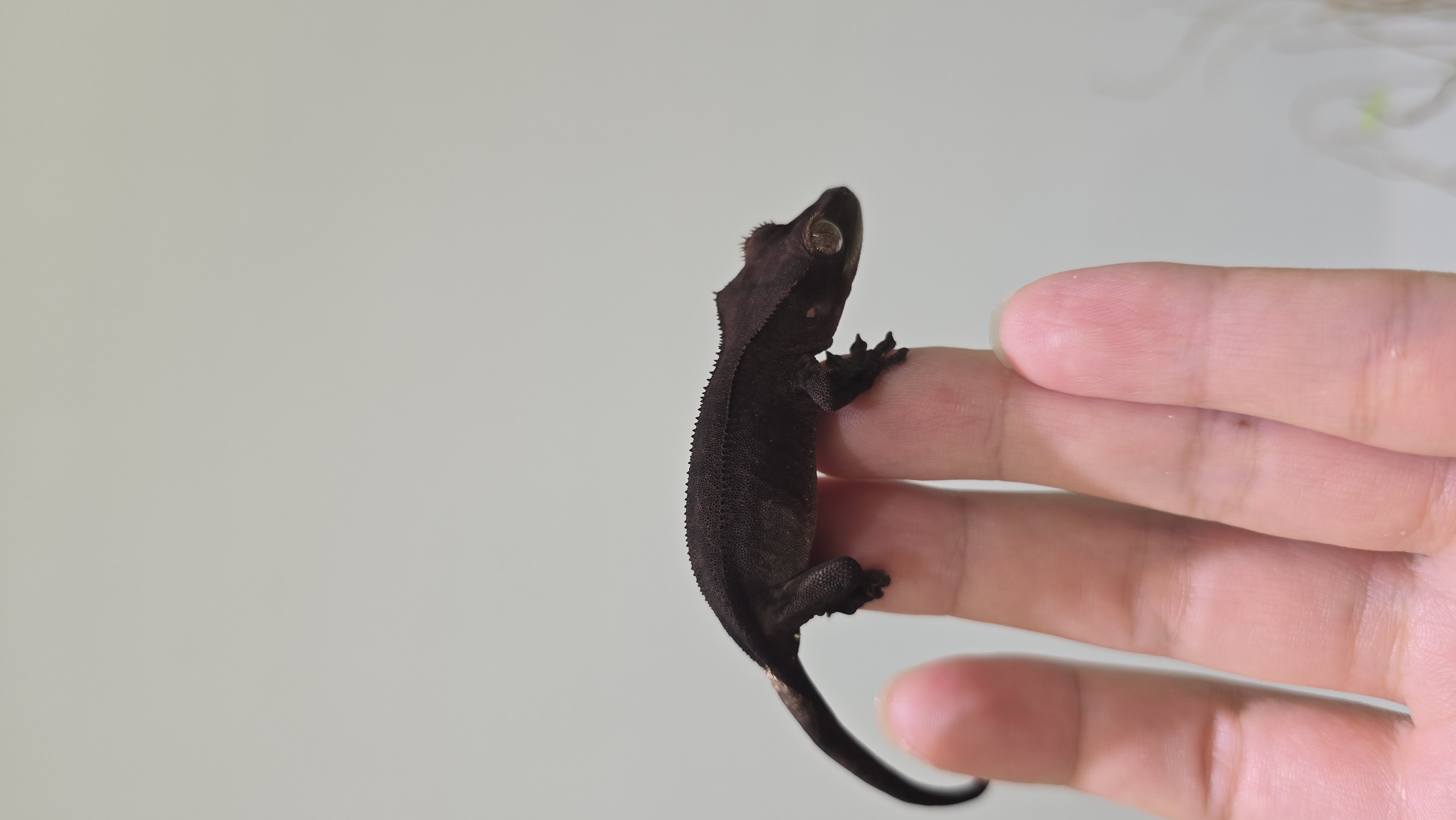 Phantom Cappuccino Charcoal