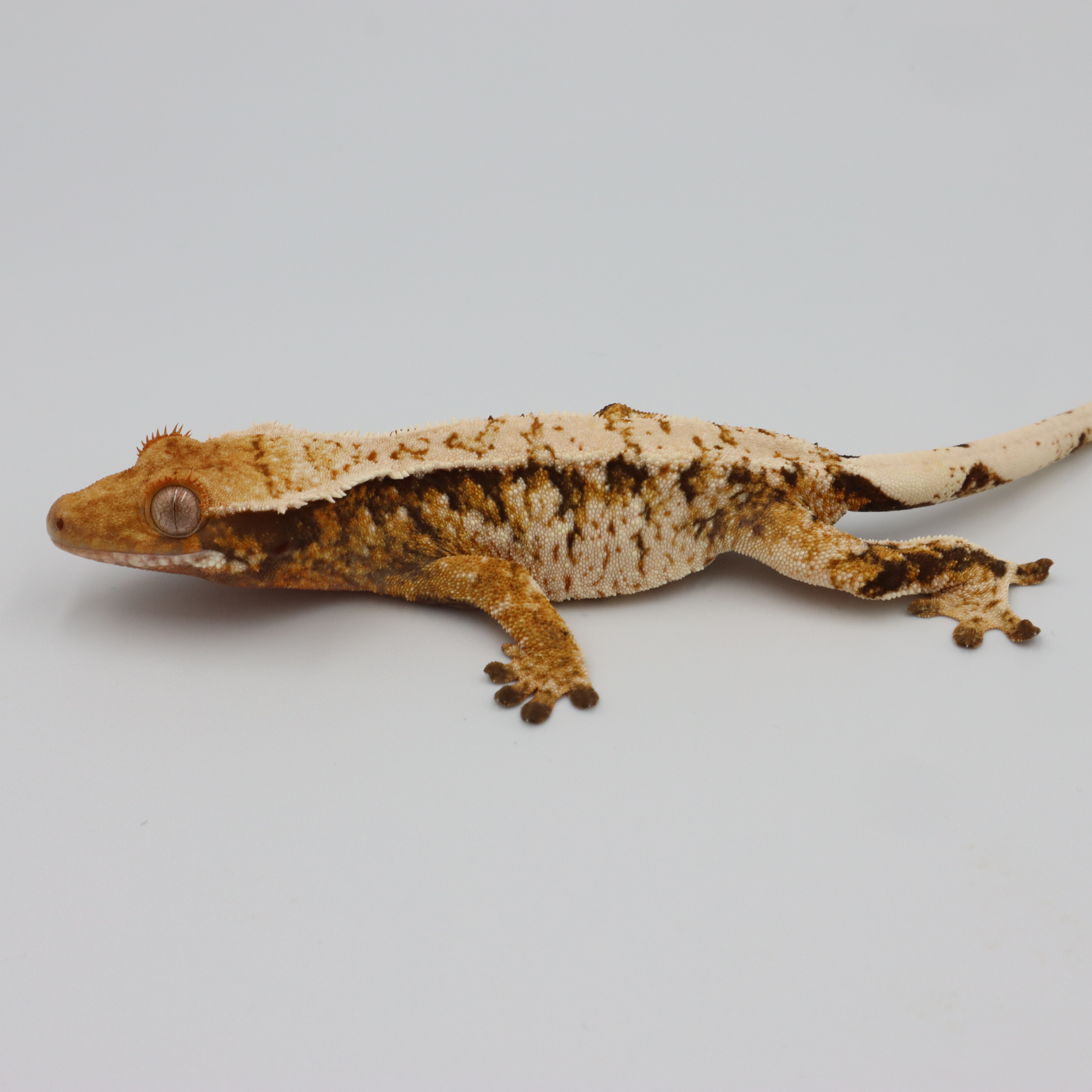 Normal Tri Extreme Harlequin